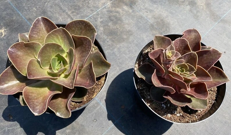 Mature Echeveria Fireglow - Image 5