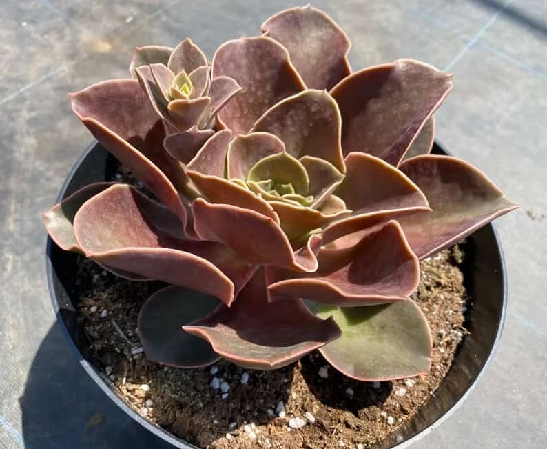 Mature Echeveria Fireglow - Image 4