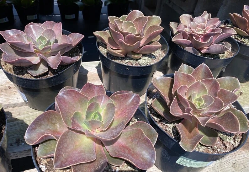 Mature Echeveria Fireglow - Image 3