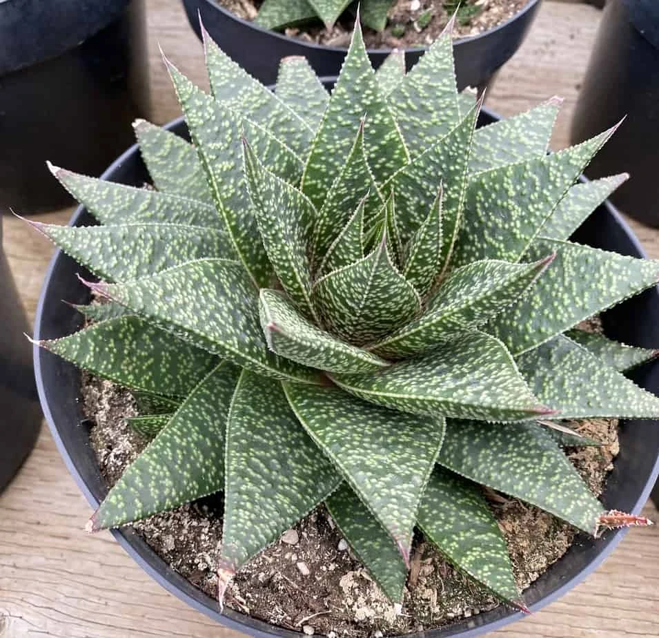 Succulent Plant Gasteria 'Flo' - Image 8