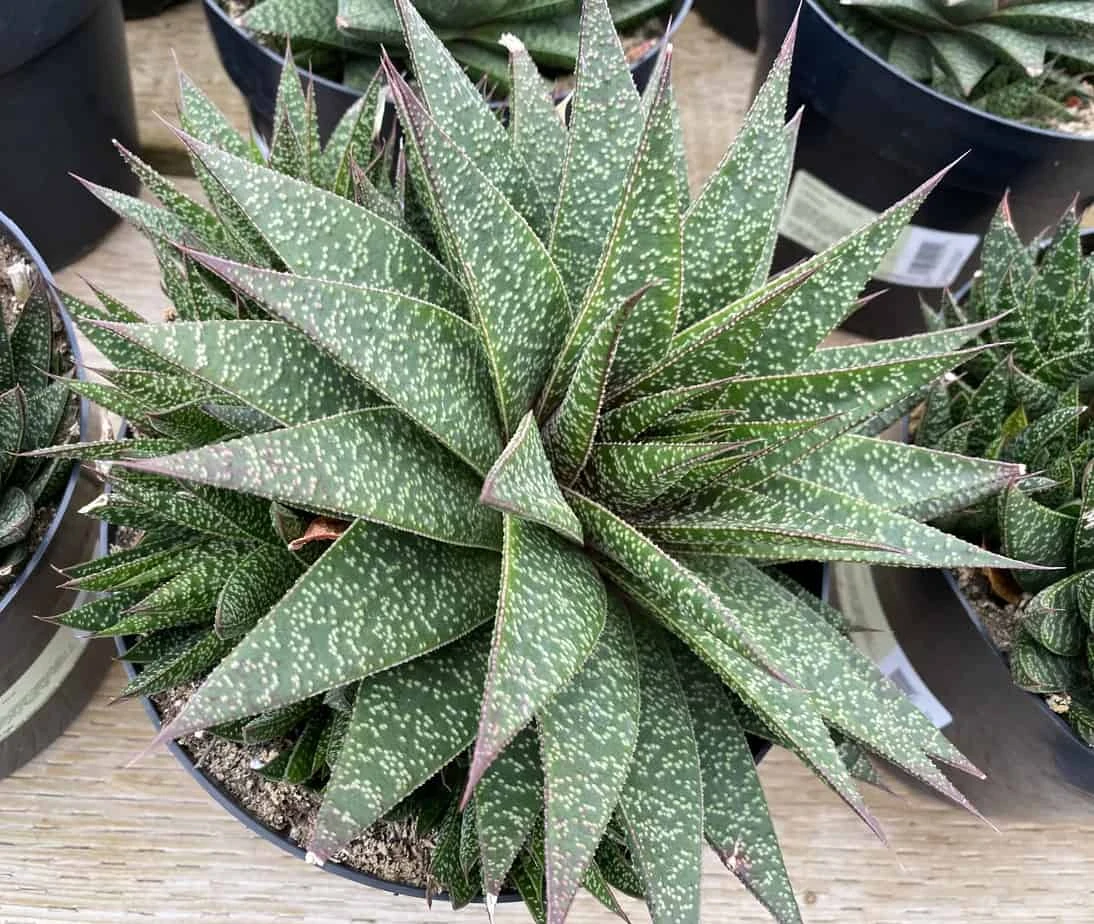 Succulent Plant Gasteria 'Flo' - Image 7