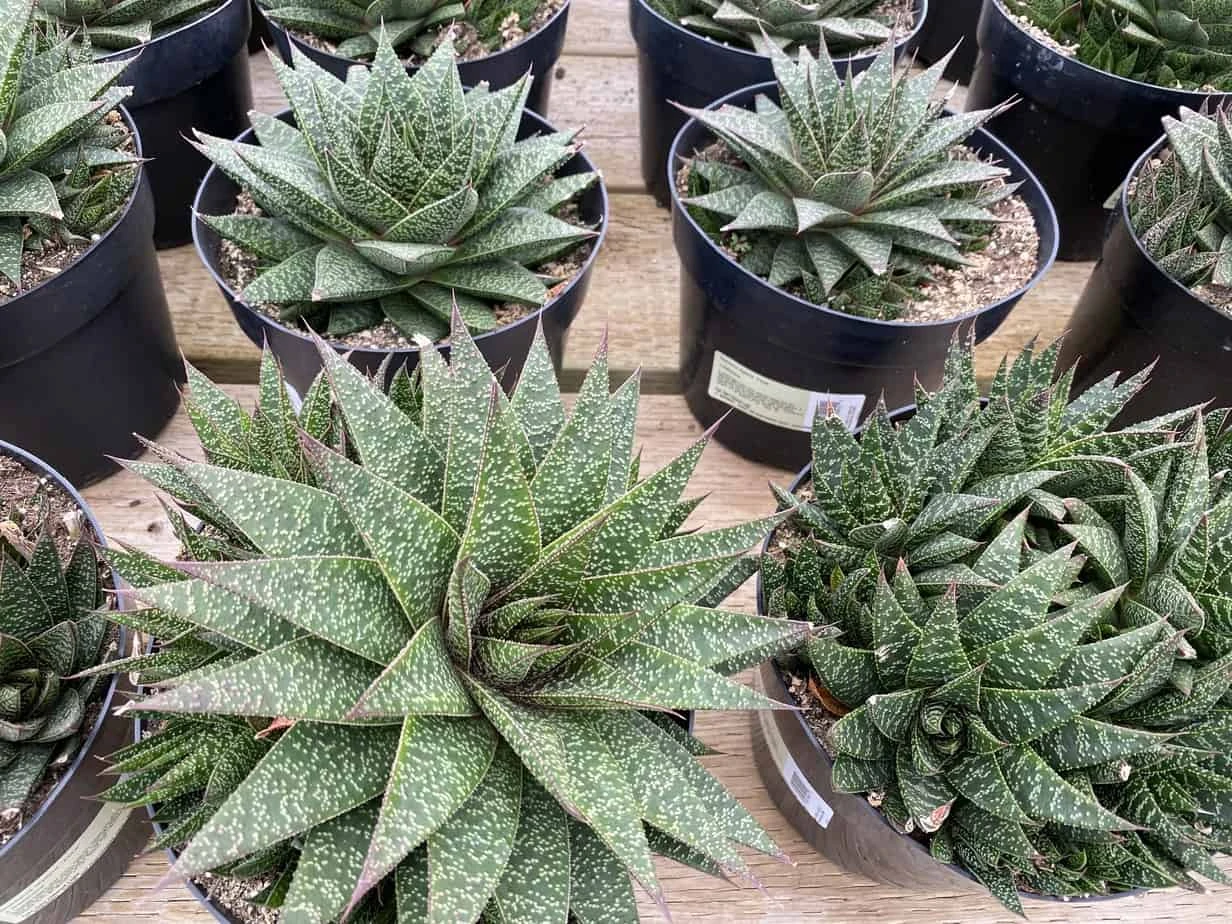 Succulent Plant Gasteria 'Flo' - Image 6