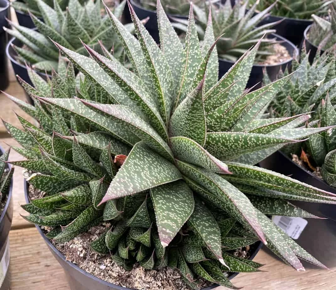 Succulent Plant Gasteria 'Flo' - Image 5