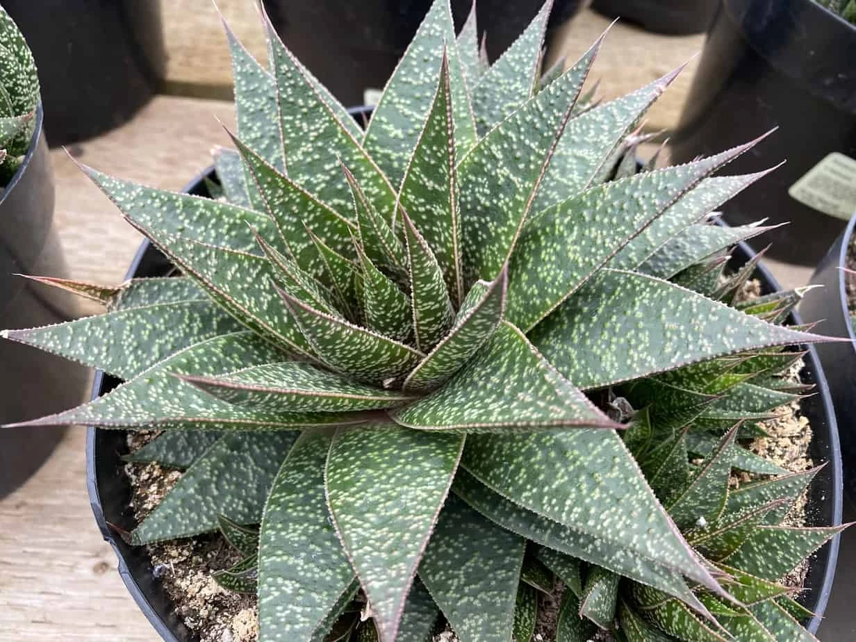 Succulent Plant Gasteria 'Flo' - Image 4