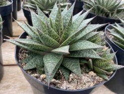 Succulent Plant Gasteria 'Flo'