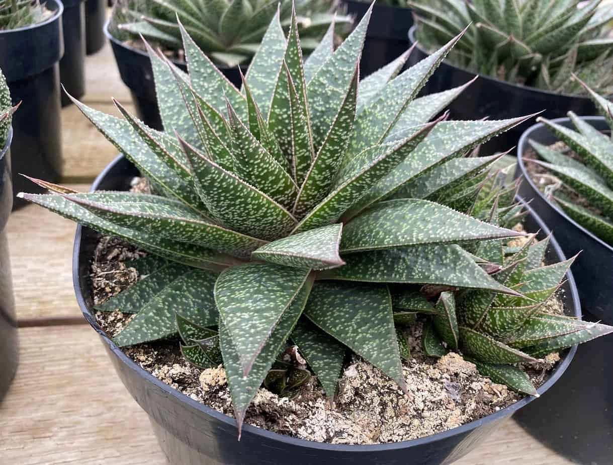 Succulent Plant Gasteria 'Flo'