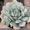 Mature Succulent Plant Graptoveria 'Moonglow'.