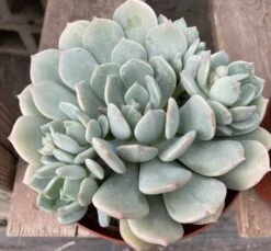 Mature Succulent Plant Graptoveria 'Moonglow'.