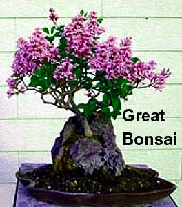 Wine & RosesĀ® Weigela - Outdoors Or Bonsai - Hardy - Proven Winners - 4" Pot - Image 4