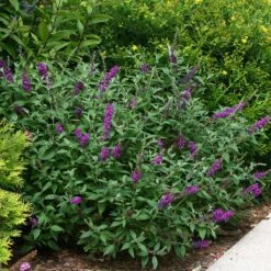 Miss Violet Butterfly Bush - 4" Pot - Buddleia - Proven Winners