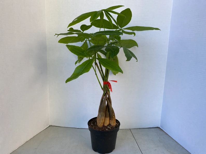 Large Bonsai 'Money Tree' Plant - Image 10