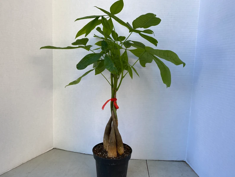 Large Bonsai 'Money Tree' Plant - Image 8
