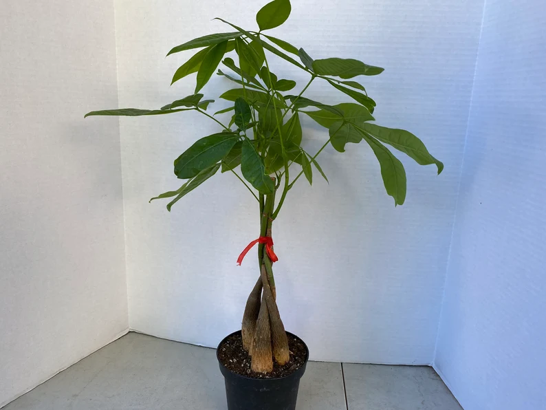 Large Bonsai 'Money Tree' Plant - Image 7
