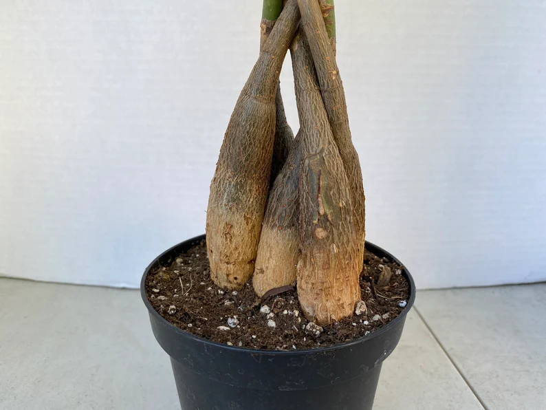 Large Bonsai 'Money Tree' Plant - Image 6