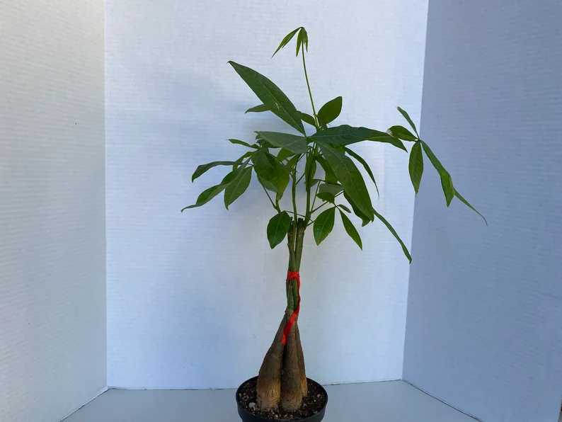 Large Bonsai 'Money Tree' Plant - Image 4