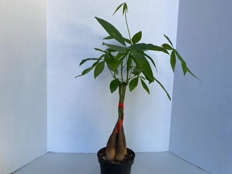 Large Bonsai 'Money Tree' Plant - Image 3