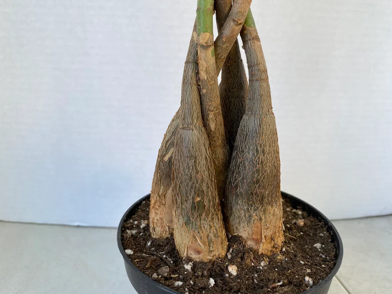 Large Bonsai 'Money Tree' Plant - Image 2