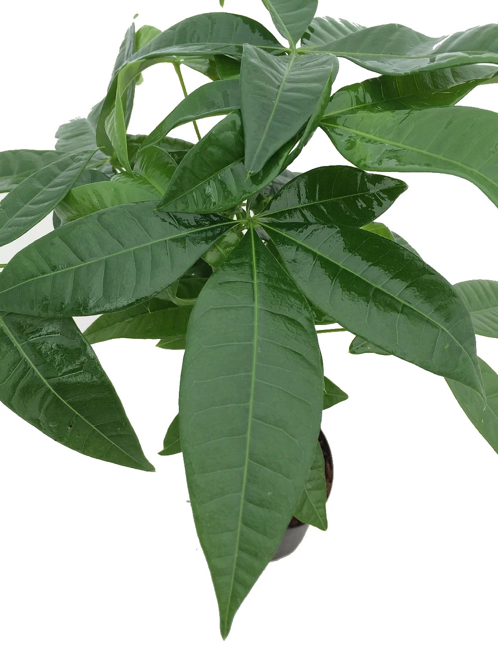 Twisted Money Tree - Pachira - Easy To Grow House Plant - 5" Pot - Image 2