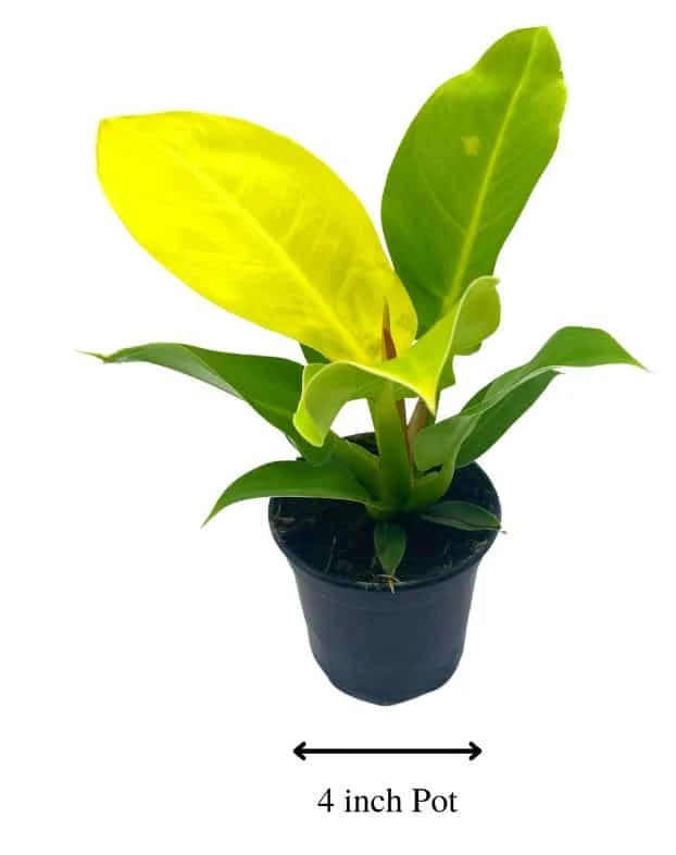Philodendron Moonlight, 4 Inch Imperial Gold, Lime Philo - Image 3