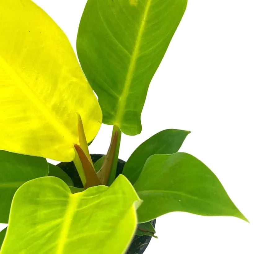 Philodendron Moonlight, 4 Inch Imperial Gold, Lime Philo - Image 5