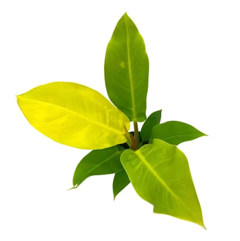 Philodendron Moonlight, 4 Inch Imperial Gold, Lime Philo - Image 6