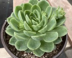 Large Succulent Plants