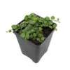 String Of Hearts/Turtles/Peace Sign/Cross - Peperomia Prostrata- 2.5" Pot
