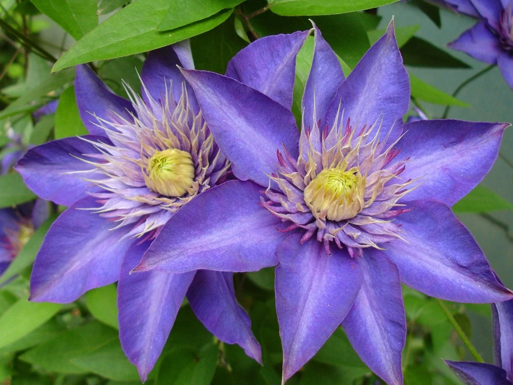 Multi Blue Clematis - NEW! - Navy Blue Double Flower - 2.5" Pot
