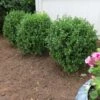 NEWGEN FREEDOM® Boxwood - 4" Pot - Buxus - Indoors Or Out