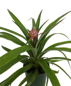 Fruiting Pineapple Plant - Ananas Comosus - Great Indoors/Out - 5" Pot