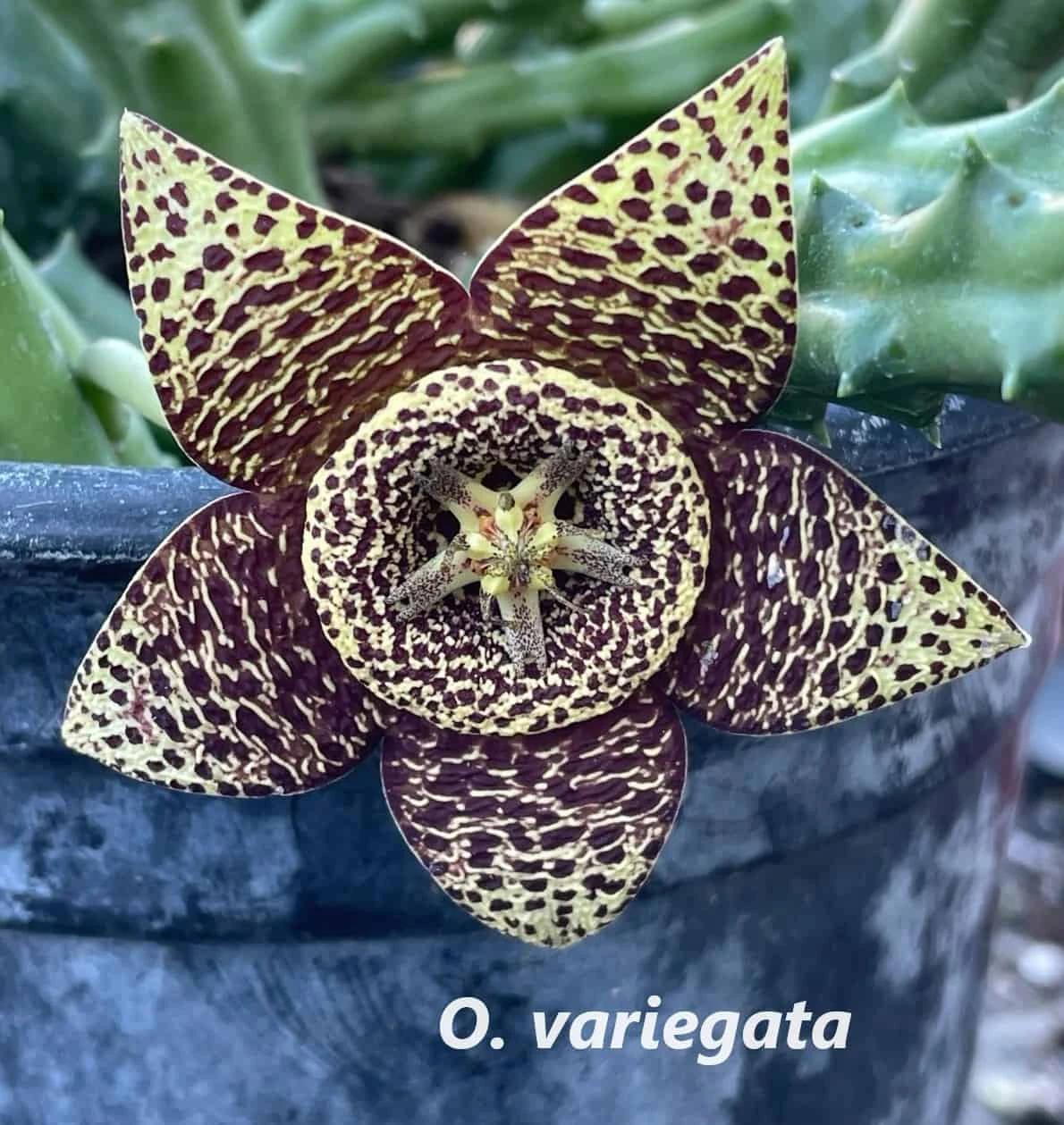 Succulent Carrion Flower Huernia, Stapelia And Orbea