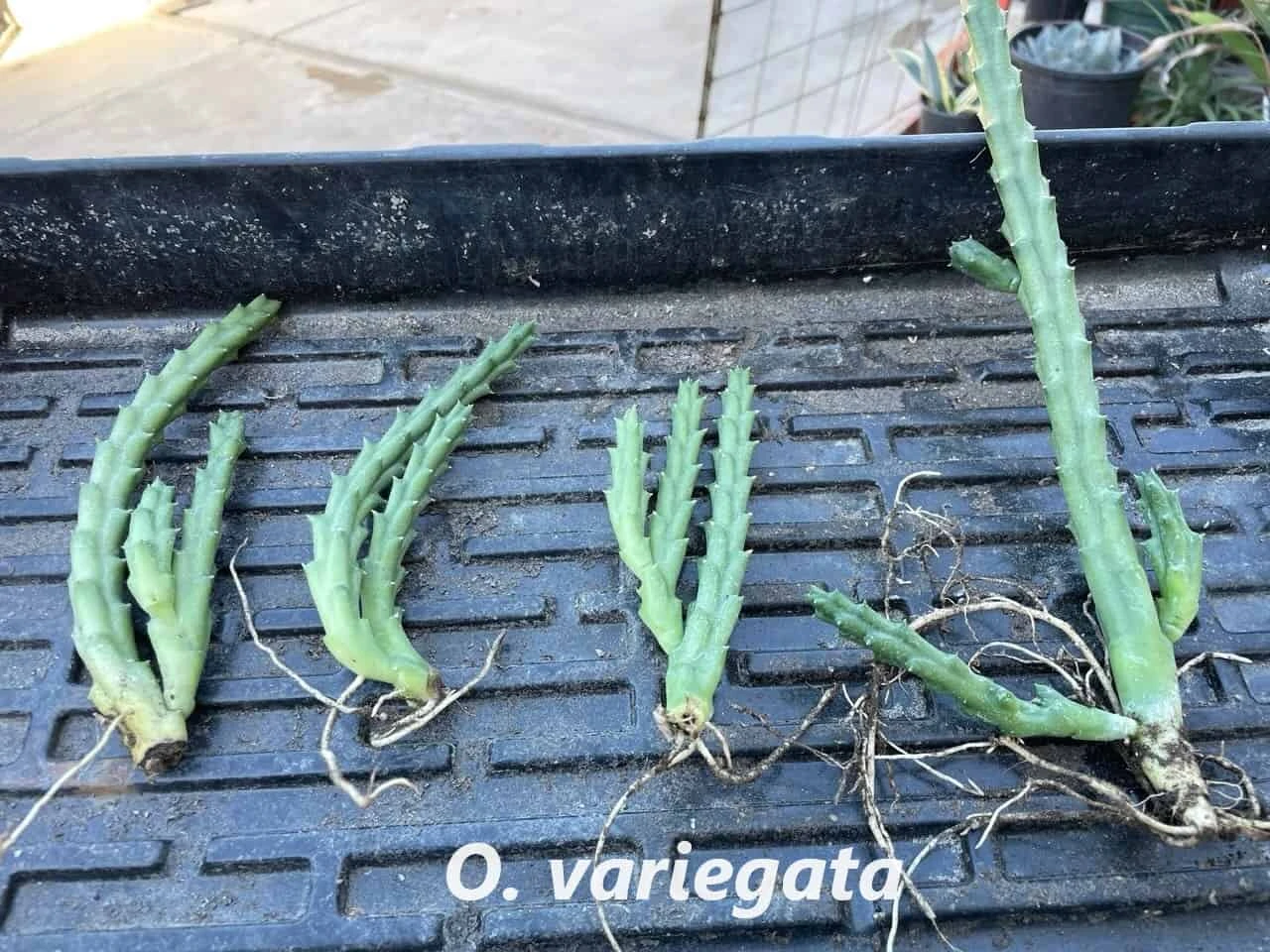 Succulent Carrion Flower Huernia, Stapelia And Orbea - Image 7