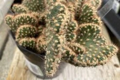 Medium Opuntia Parryi V. Serpentina Cristata.