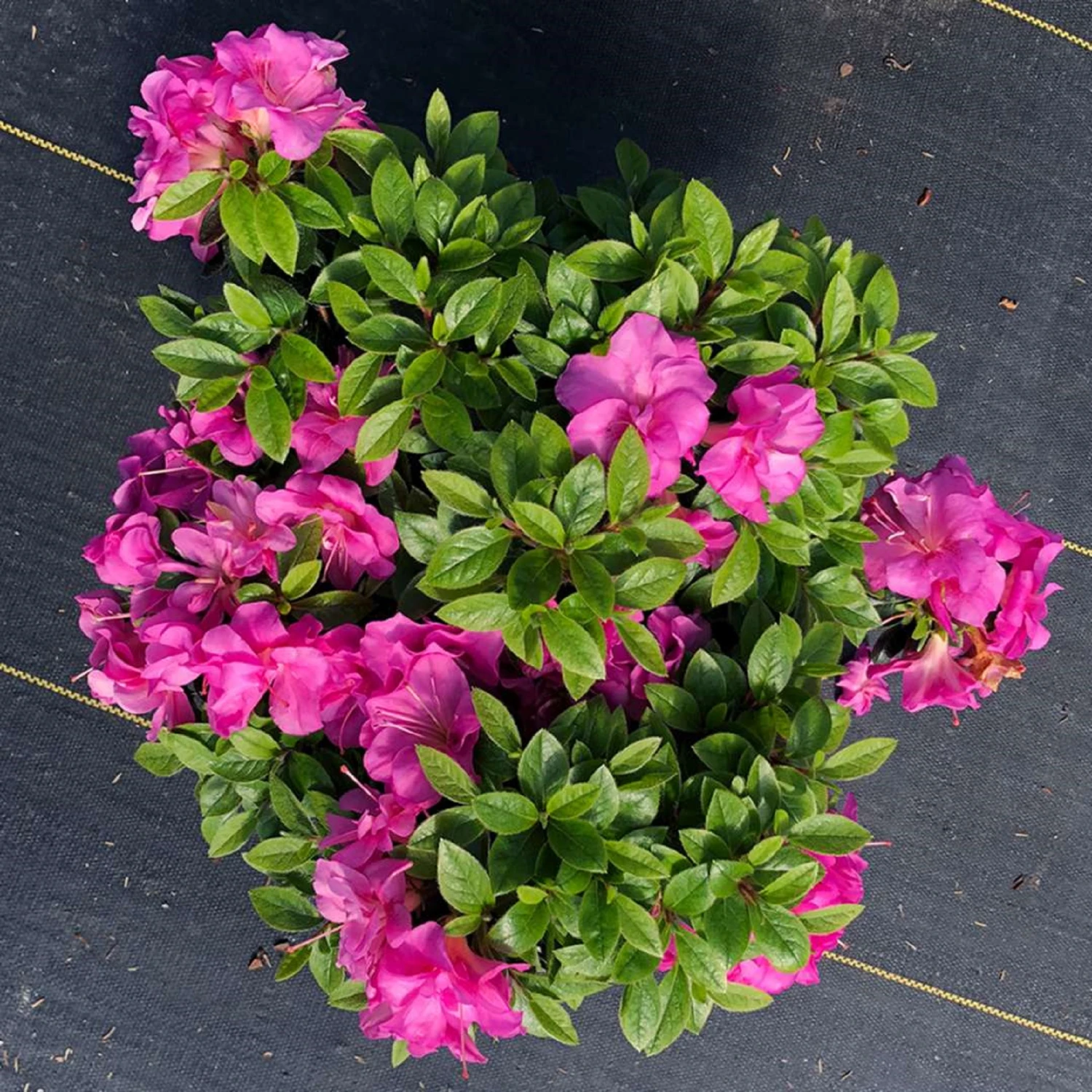 Perfecto Mundo™ Double Purple Azalea Rhododendron - 4" Pot - Proven Winners - Image 2