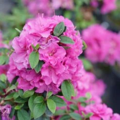 Perfecto Mundo™ Double Purple Azalea Rhododendron - 4" Pot - Proven Winners