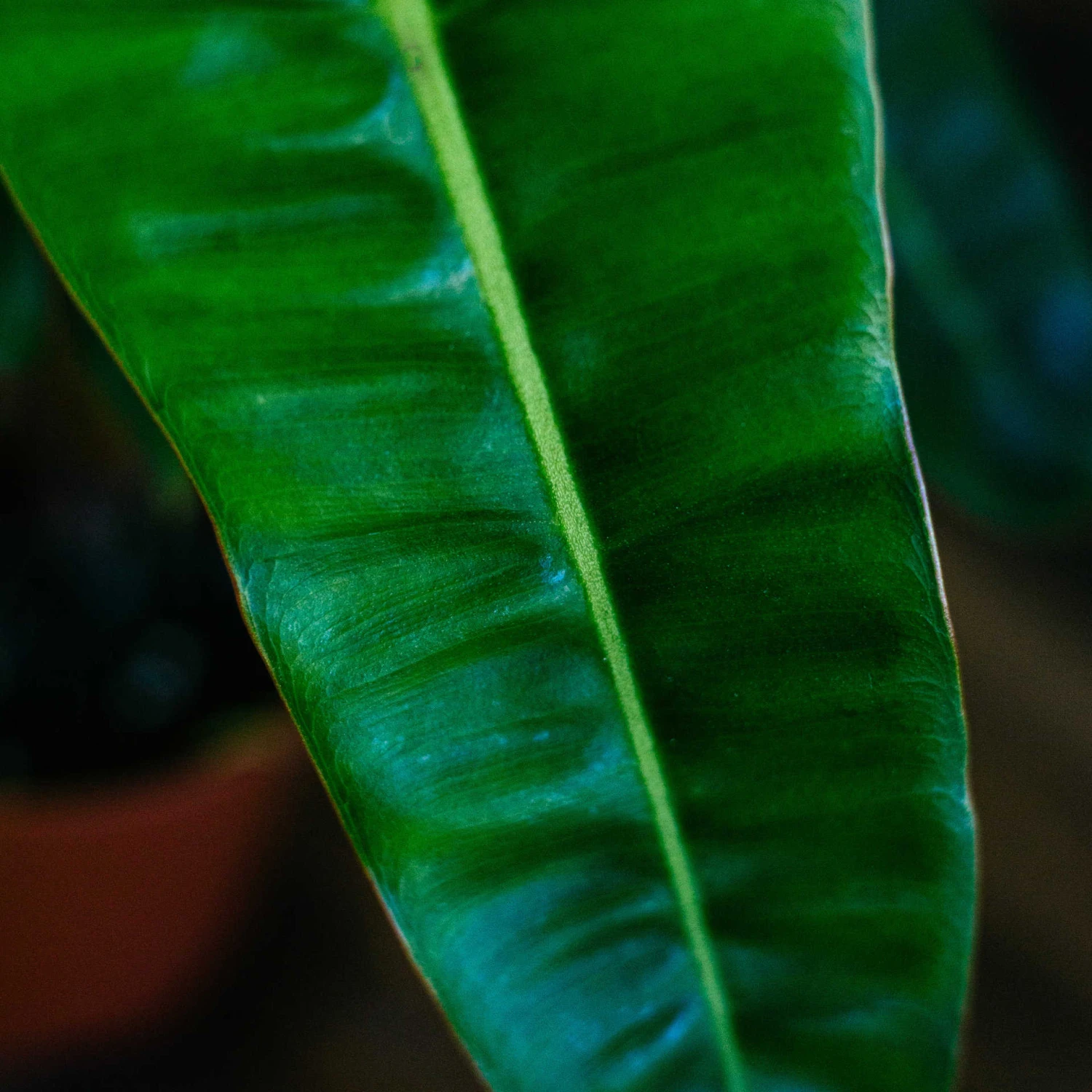 Philodendron Billietiae 4" - Image 2
