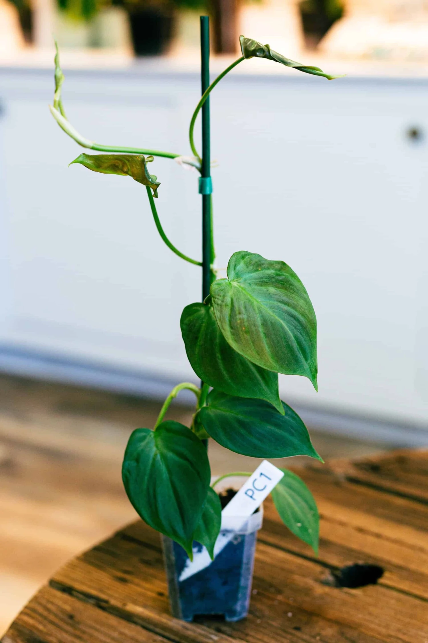 Philodendron Camposportoanum - Image 4