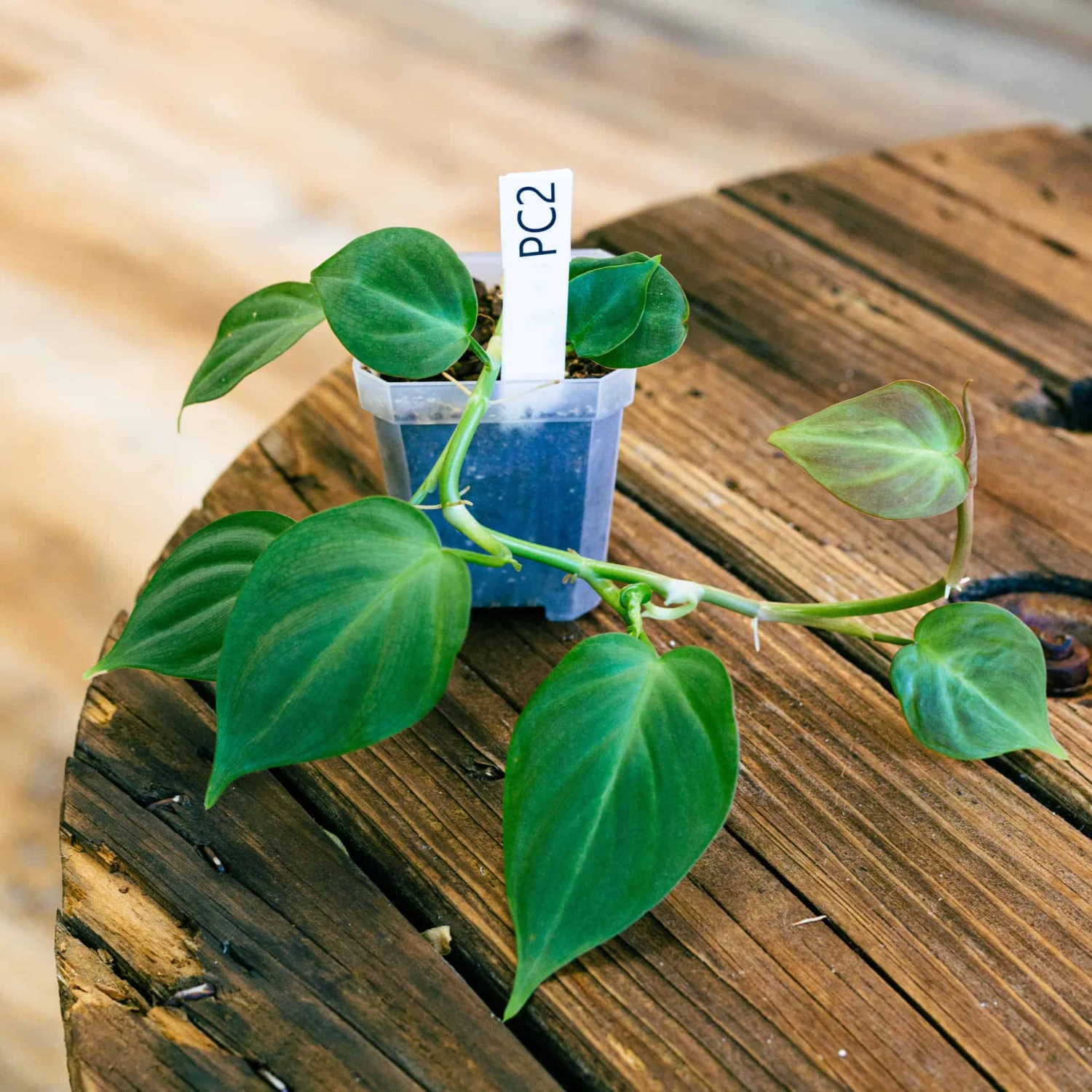 Philodendron Camposportoanum - Image 3