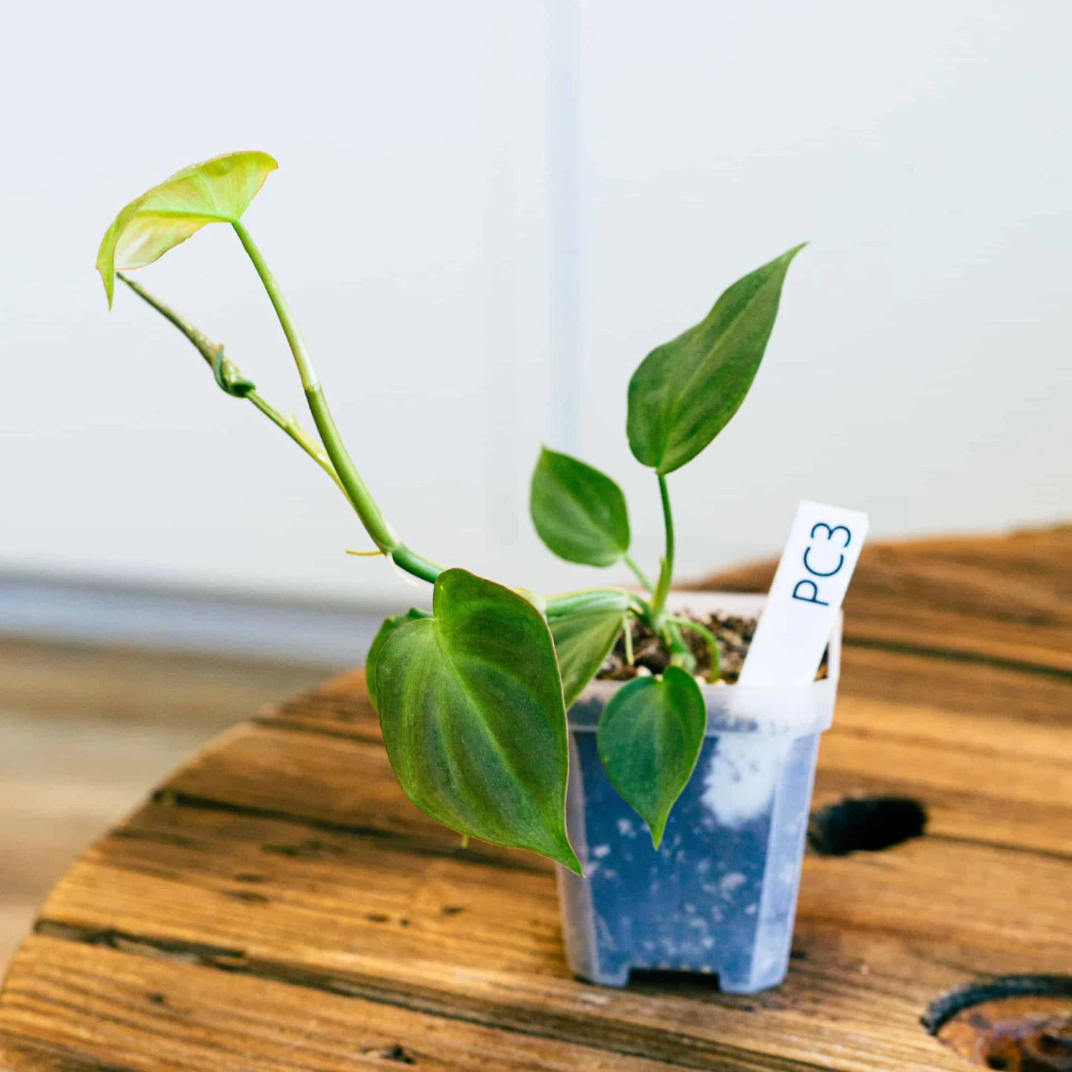 Philodendron Camposportoanum - Image 2