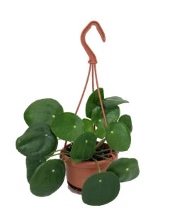 Chinese Money Plant - 4" Mini Hanging Basket - Pilea Peperomioides