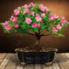 Pink Flowering Medium Azalea Bonsai Tree