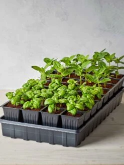 32 XL Cell Self-Watering Ultimate Growing System