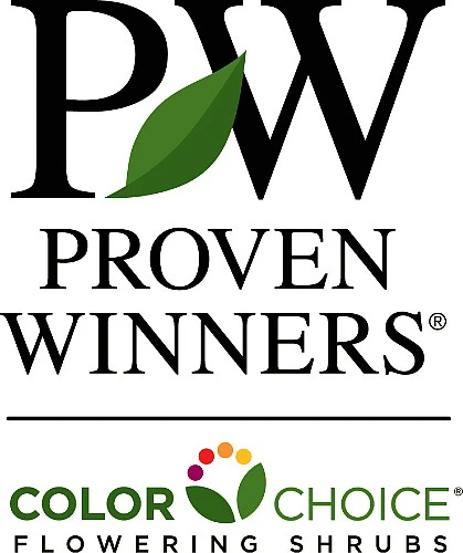 TINY WINE® Ninebark Perennial Shrub - Physocarpus - Proven Winners - 4" Pot - Image 3