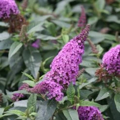 Pugster Periwinkle® Butterfly Bush - 4" Pot - Buddleia - Proven Winners