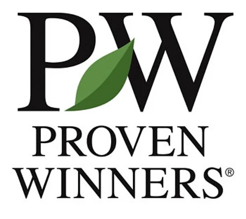 CASTLE KEEP® Blue Holly - Ilex - 4" Pot - Proven Winners - Image 4