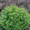 Juke Box ™ Pyracomeles - 4" Pot - Proven Winners
