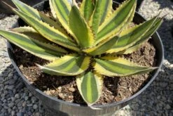 Mature Succulent Plant Agave 'Quadricolor.