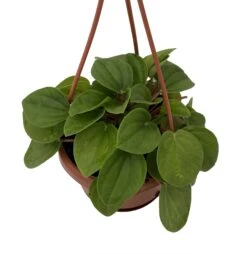 Rana Verde Rippled Peperomia Chinese Money Plant - 4" Mini Hanging Basket