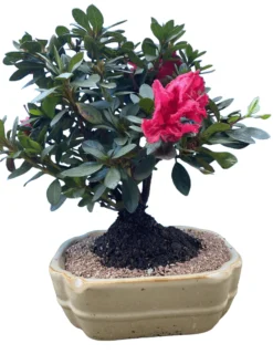 Red Flowering Azalea Bonsai Tree In 8inch Pot