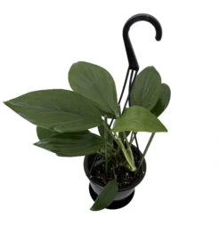 Dragon Tail Philodendron - Rhaphidorphora Decursiva - 4" Hanging Basket
